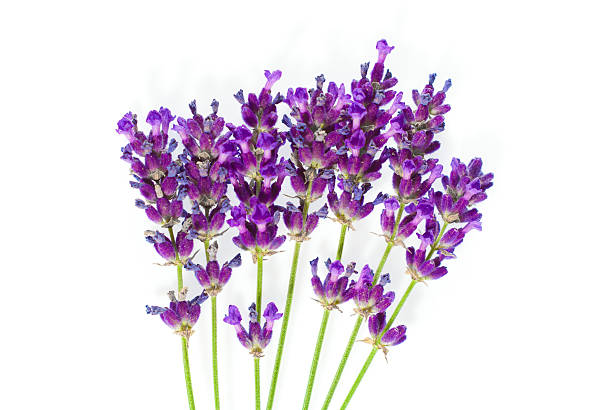 istock Lavender flowers isolated on white 176846578