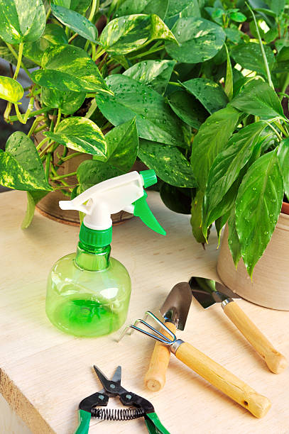 ferramentas de jardinagem e houseplants-ainda vida - houseplant spray bottle spraying studio shot - fotografias e filmes do acervo