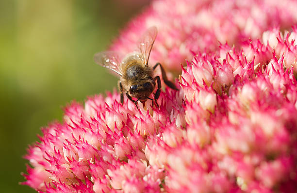 Pszczoła pracy w sercu flower – zdjęcie