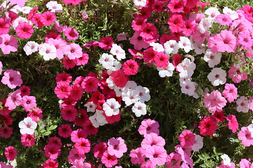 Masses of bright red, white and pink petunias