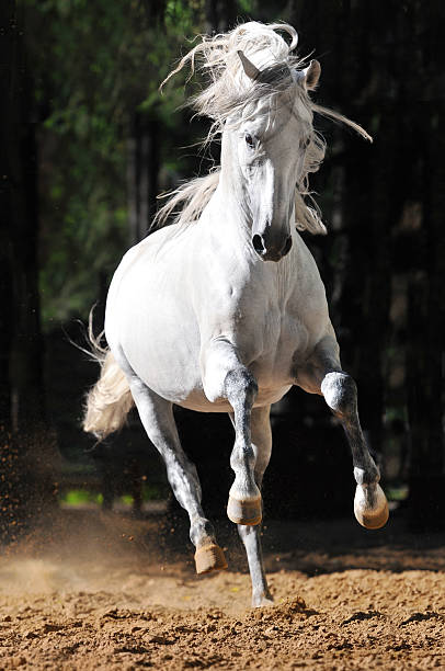 백마 실행 갤럽 모래 - horse stallion andalusia white 뉴스 사진 이미지