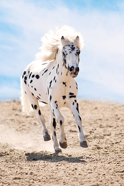 istock Appaloosa pony runs gallop in dust 176846782