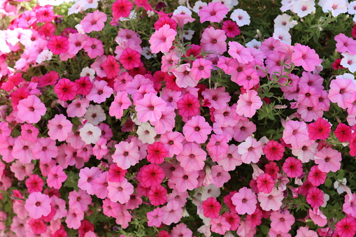 Masses of bright red, white and pink petunias