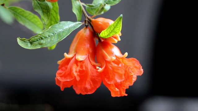 Flowers of punica granatum