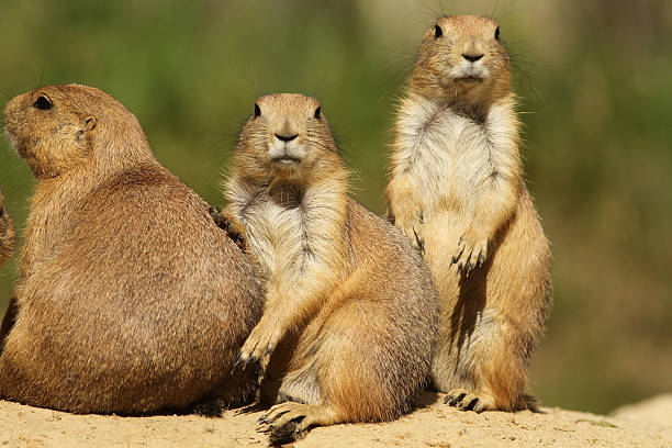 istock Prairie dogs looking at you 176847092
