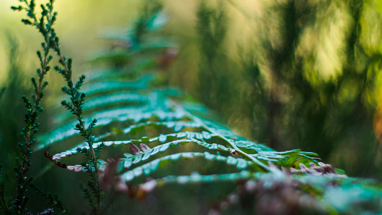 Vue rapprochée de longues feuilles de fougère sauvages, dans la forêt des Landes de Gascogne