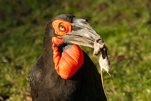 Southern Ground Hornbill stock photo