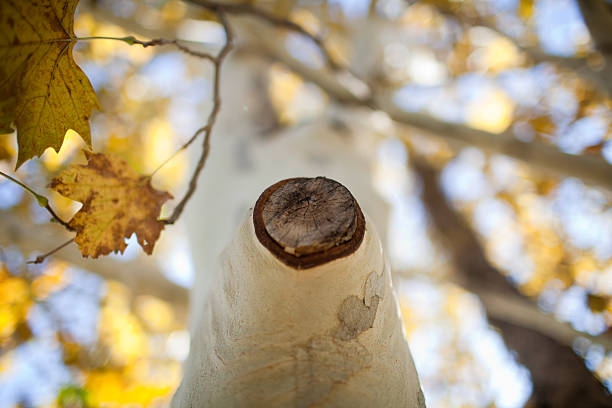 wood crossection stock photo