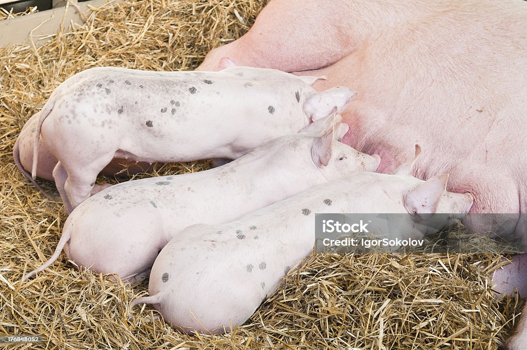 L'alimentation des porcs petit Cochon rose - Photo de Aliment libre de droits