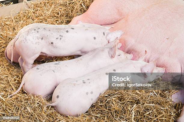 Photo libre de droit de Lalimentation Des Porcs Petit Cochon Rose banque d'images et plus d'images libres de droit de Aliment - Aliment, Avoir faim, Bétail