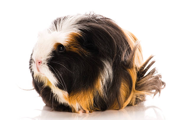 istock guinea pig isolated on the white background 176848126