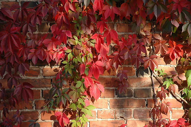 muro di mattoni coperto con uva vite - ivy brick wall vine foto e immagini stock