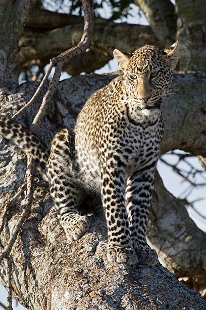 Leopardo numa árvore. - fotografia de stock