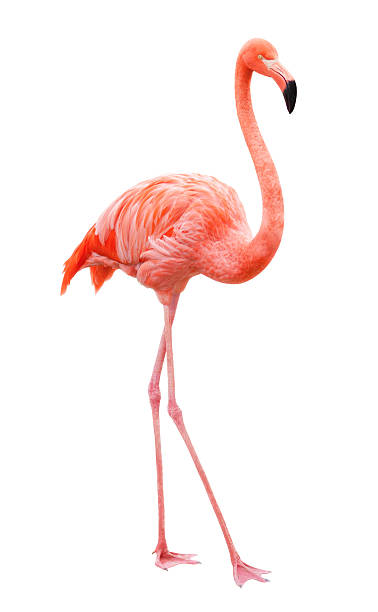 flamingo Bird flamingo walking on a white background flamingo stock pictures, royalty-free photos & images