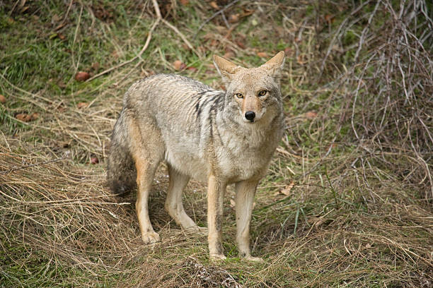 istock Coyote in Sequoia National Park 176848369
