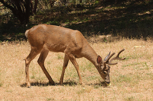 istock Colombian Black-tailed buck 176848394