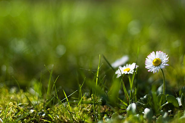 daisy stock photo