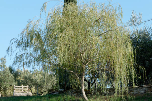 sauce llorón o sauce de babilonia (salix babylonica). toscana, italia - willow leaf weeping willow willow tree tree fotografías e imágenes de stock