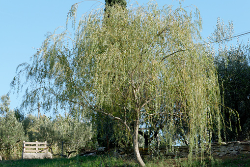 Weeping willow or Babylon willow tree ( Salix babylonica ) . Tuscany, Italy