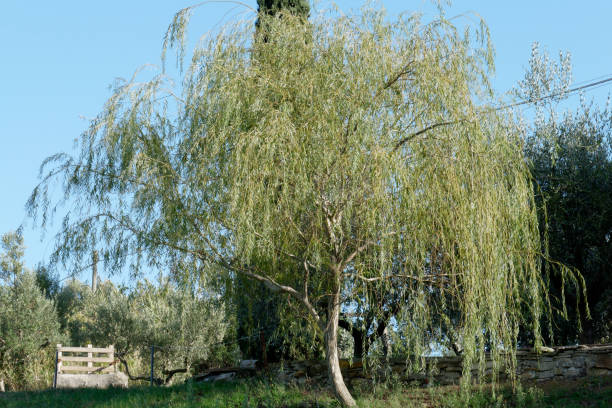 wierzba płacząca lub wierzba babilońska ( salix babylonica ) . toskania, włochy - willow leaf weeping willow willow tree tree zdjęcia i obrazy z banku zdjęć