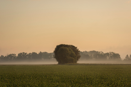 Albero solitario nella nebbia