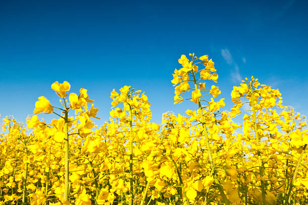 Oilseed Rape, Canola, Biodiesel Crop Vibrant yellow crop of canola grown as a healthy cooking oil or conversion to biodiesel as an alternative to fossil fuels. These crops are becoming ever more popular as fossil fuel production nears its peak. canola growth stock pictures, royalty-free photos & images