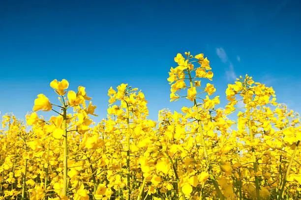 Vibrant yellow crop of canola grown as a healthy cooking oil or conversion to biodiesel as an alternative to fossil fuels. These crops are becoming ever more popular as fossil fuel production nears its peak.