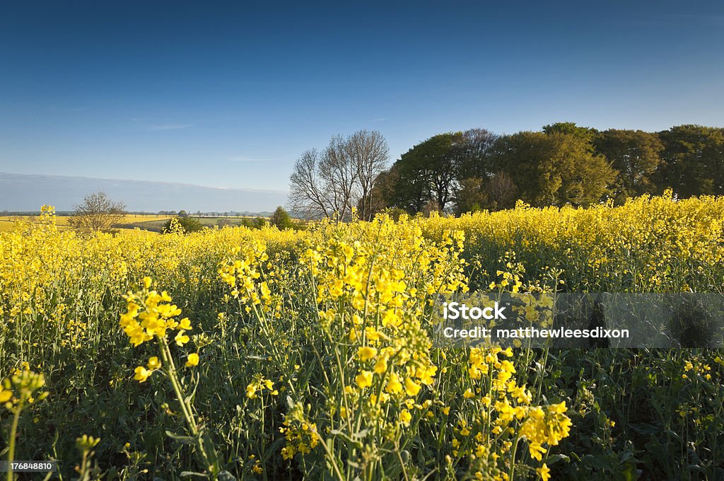 Colza, Canola, Biodiesel Colheita - Royalty-free Agricultura Foto de stock