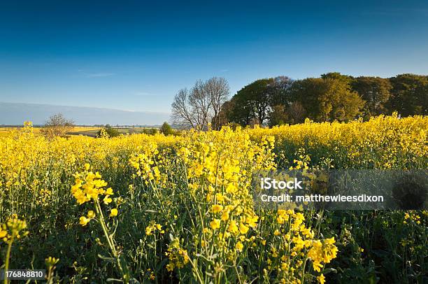 Colza Canola Biodiesel Colheita - Fotografias de stock e mais imagens de Agricultura - Agricultura, Amarelo, Ao Ar Livre