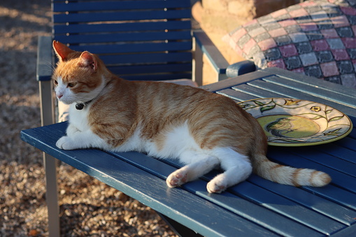 Ginger and white cat lying on a garden bench