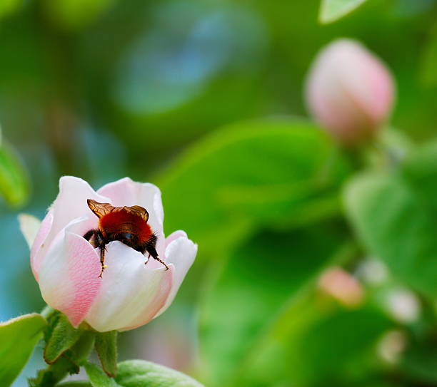 Bumblebee on quince flower stock photo