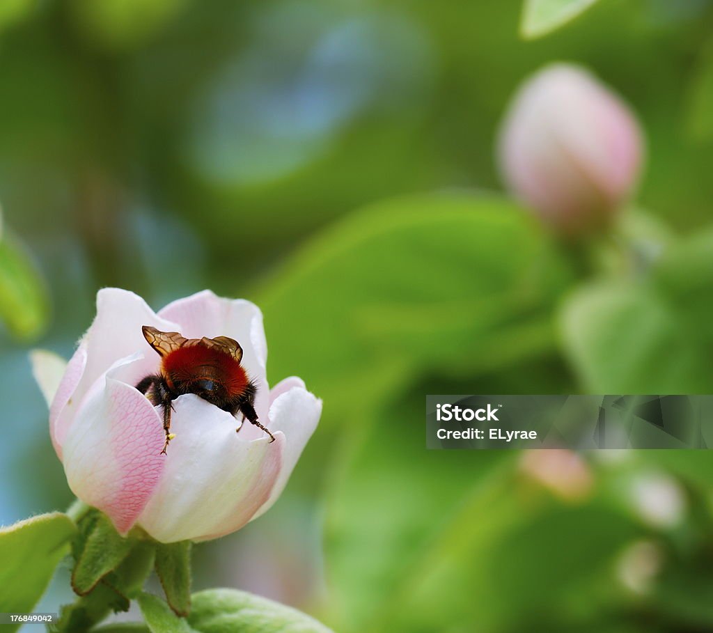 Шмель на цветок Айва - Стоковые фото Айва роялти-фри