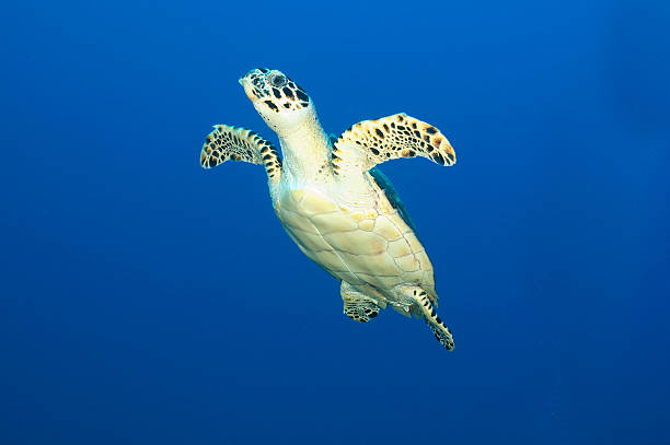 Green Sea Turtle (Chelonia mydas) in clear blue water stock photo