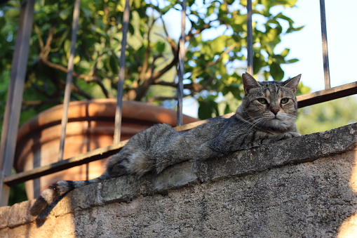 Tabby cat lying in shade along a stone wall in a garden