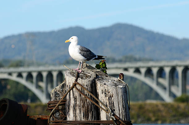 gull bridge - floyd patterson photos et images de collection