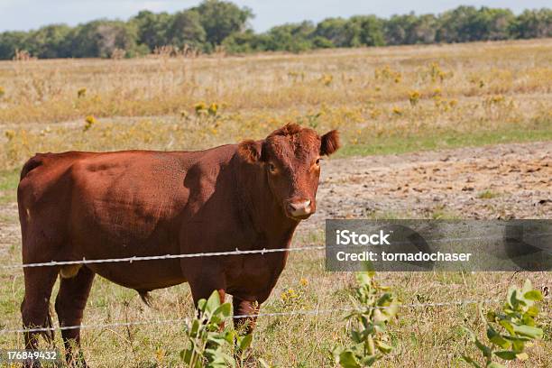 ブル牛 - アメリカ合衆国農務省のストックフォトや画像を多数ご用意 - アメリカ合衆国農務省, アルファベットのB, ウシ