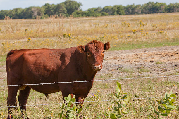 bull cow stock photo