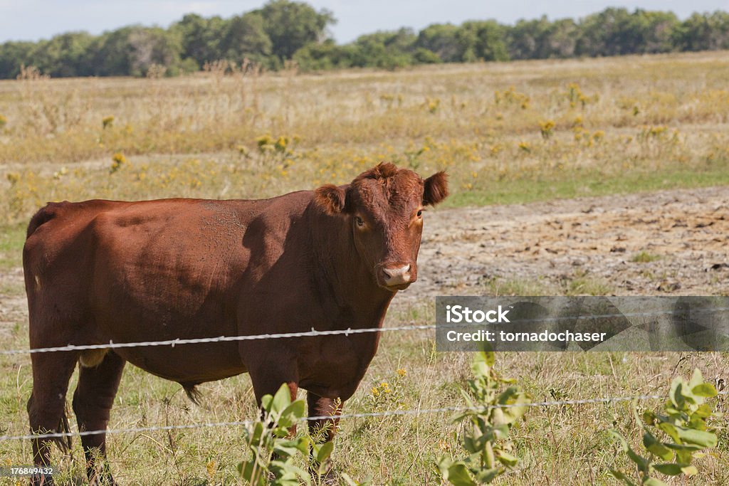 bull Vaca - Royalty-free Agricultura Foto de stock