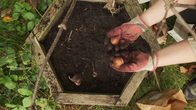 Gardener showing tulip bulbs before planting top view slow motion 4k