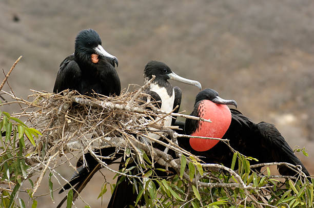 Frigate Birds stock photo