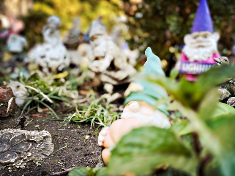 Gnomes in a Garden