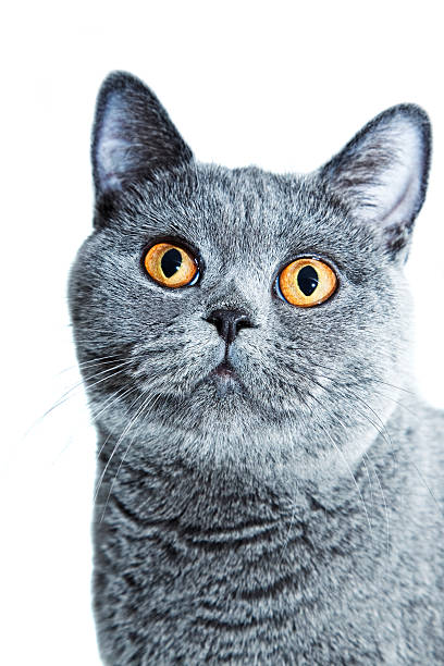 istock British cat with yellow eyes isolated on white background 176849891