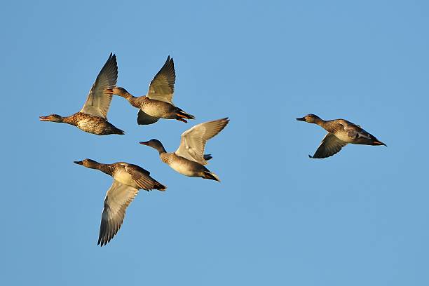 istock Five gadwalls are flying at the blue sky 176849939