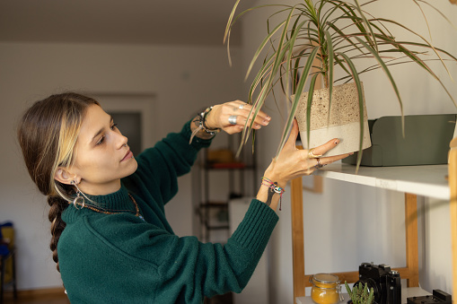 Young hipster woman decorating her apartment with spider plant.