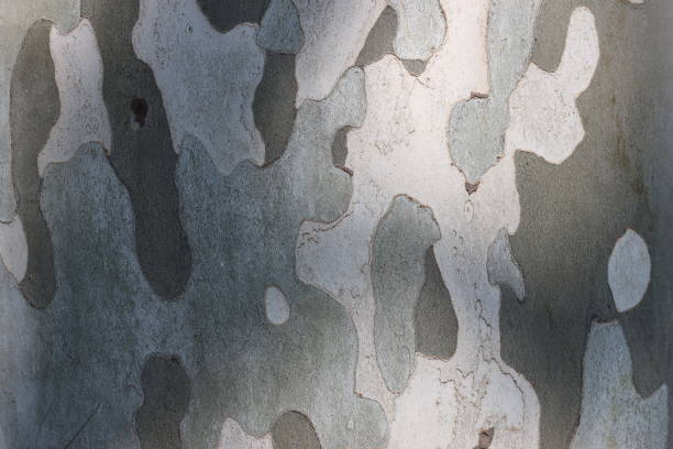 A tinted background image of the texture of the tree's bark. Abstract drawing, texture.