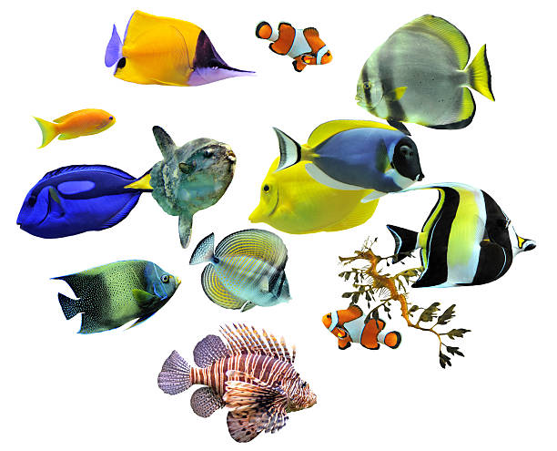 istock group of fishes 176850217