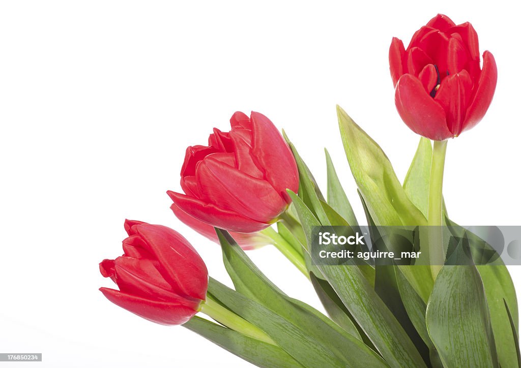 Tulipes rouges - Photo de Beauté de la nature libre de droits