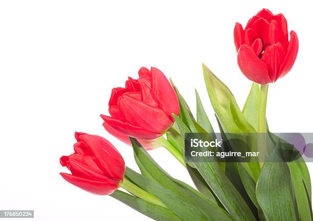 Photo libre de droit de Tulipes Rouges banque d'images et plus d'images libres de droit de Beauté de la nature - Beauté de la nature, Couleur verte, Feuille