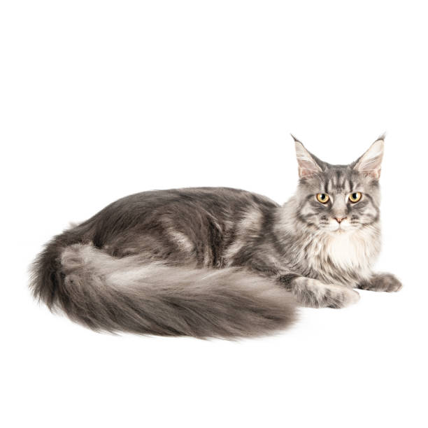 istock Maine Coon cute gray cat isolated 1768502507