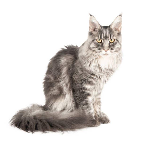 istock Maine Coon cute gray cat isolated 1768502563
